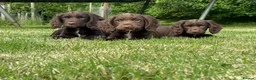 Sprocker dogs for sale: Sprocker ( Springer x Cocker ) pups for sale - Advert 1
