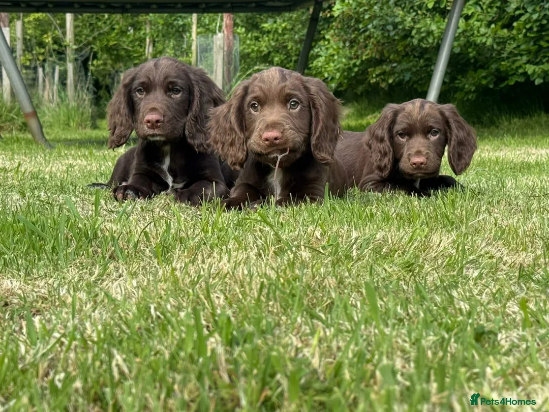 Sprocker dogs for sale: Sprocker ( Springer x Cocker ) pups for sale - Advert 1
