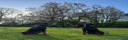 Dobermann dogs for sale: Two Doberman 3YO females for sale  in Liverpool - Advert 2