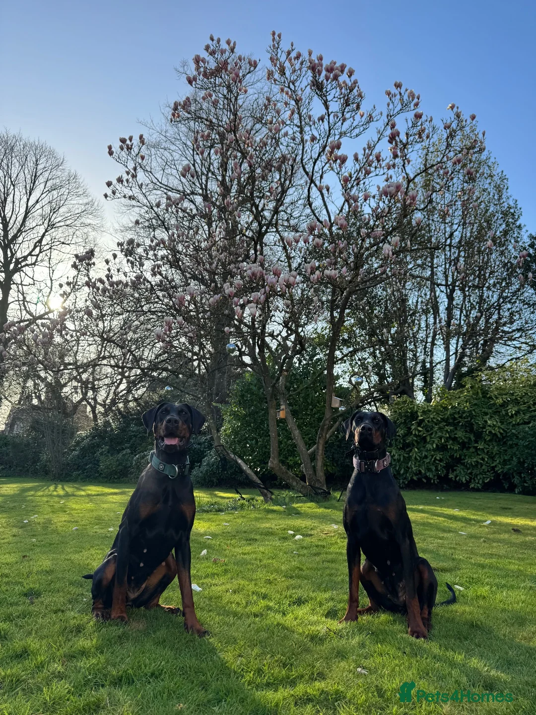 Dobermann dogs for sale: Two Doberman 3YO females for sale  in Liverpool - Advert 2