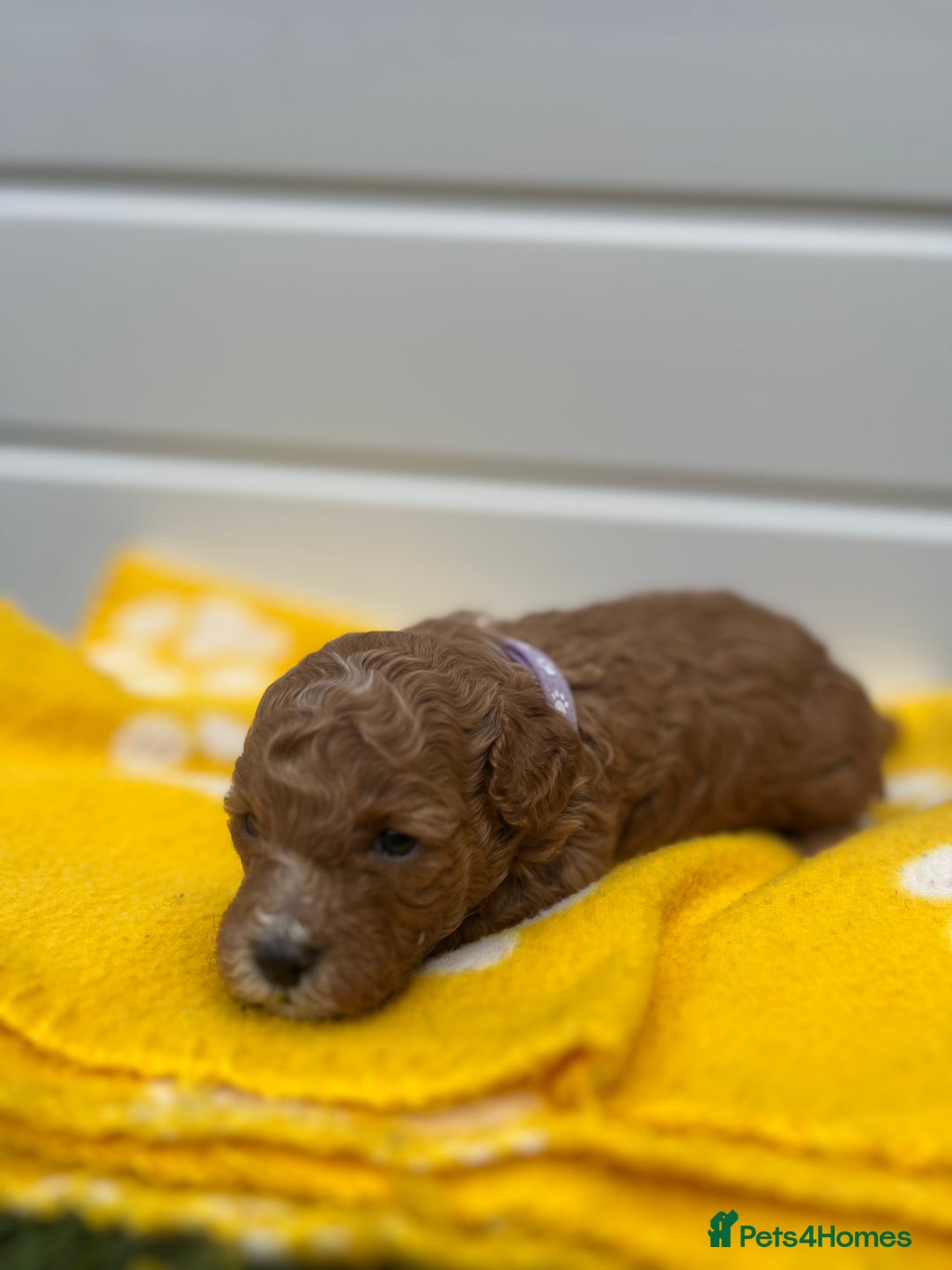 Toy Poodle dogs for sale: Adorable Toy Poodle Pups Looking for Forever Homes - Image 10