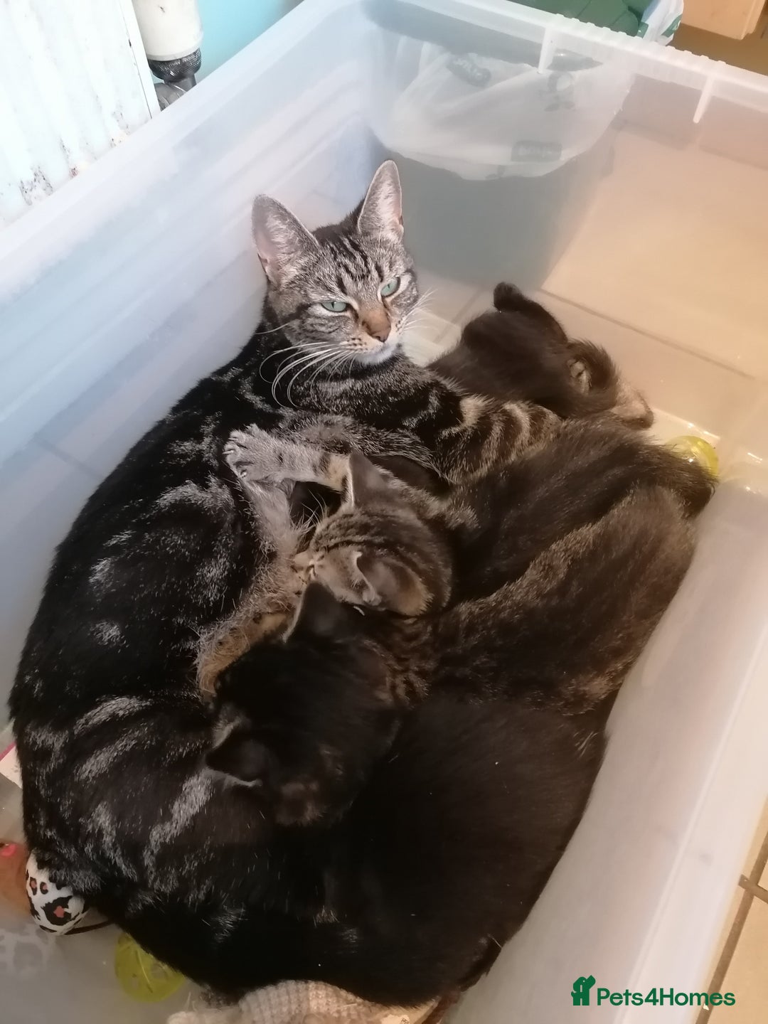 Domestic Shorthair cats for sale: 4 cute kittens :) - Advert 2