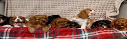 Cavalier King Charles Spaniel dogs for sale: STUNNING CAVALIER KING CHARLES PUPPIES  - Advert 28