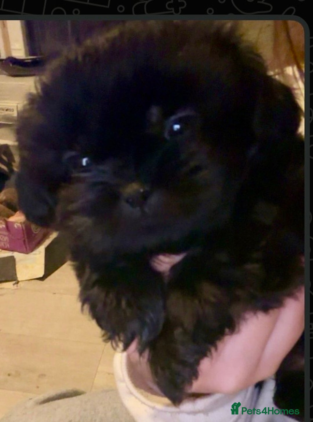 Shih Tzu dogs for sale: Two stunning pups. - Advert 1