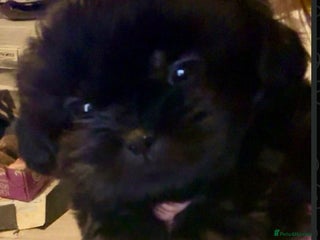 Shih Tzu dogs Two stunning pups. - Advert 1