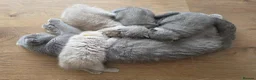 Scottish Fold cats for sale: 4 Scottish Fold kittens looking for new homes - Advert 9