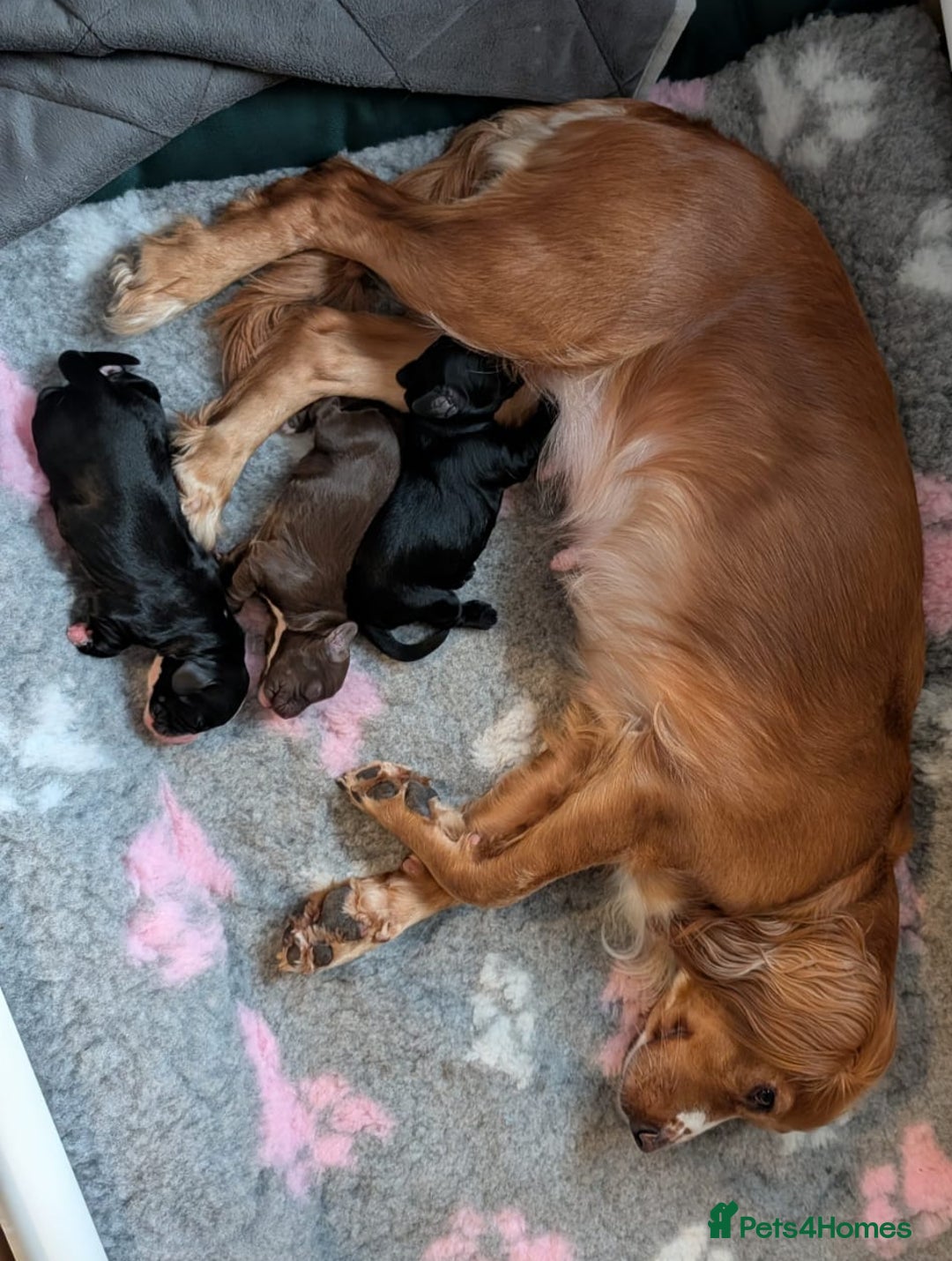 Cocker Spaniel dogs for sale: 🐾 KC Reg - Working Cocker spaniel DNA Tested 🧬 - Image 21