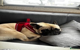 French Bulldog dogs for sale: 3 year old frenchie looking for new home - Image 3
