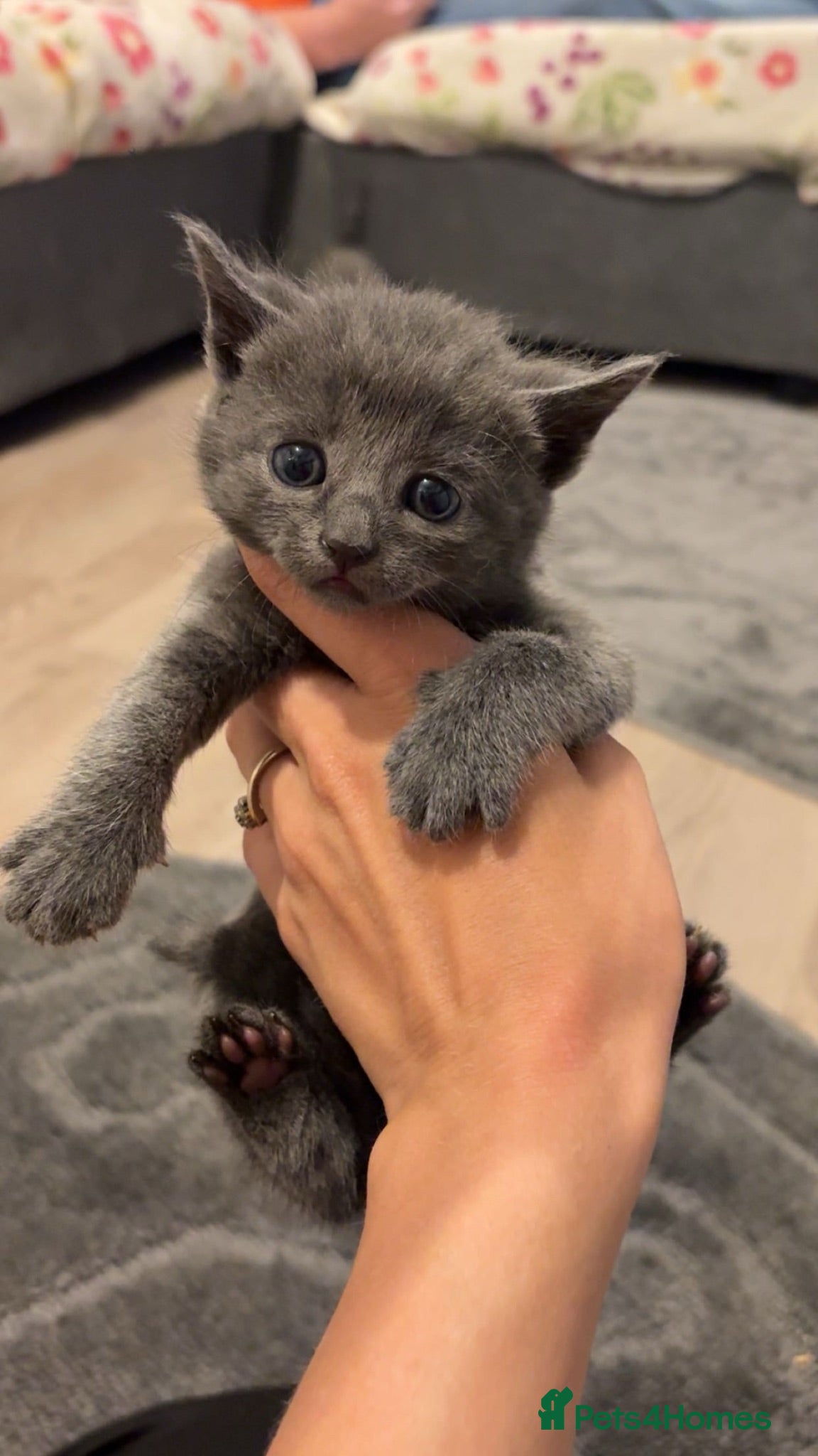 British Shorthair cats 2 Beautiful British shorthair kittens  - Advert 1