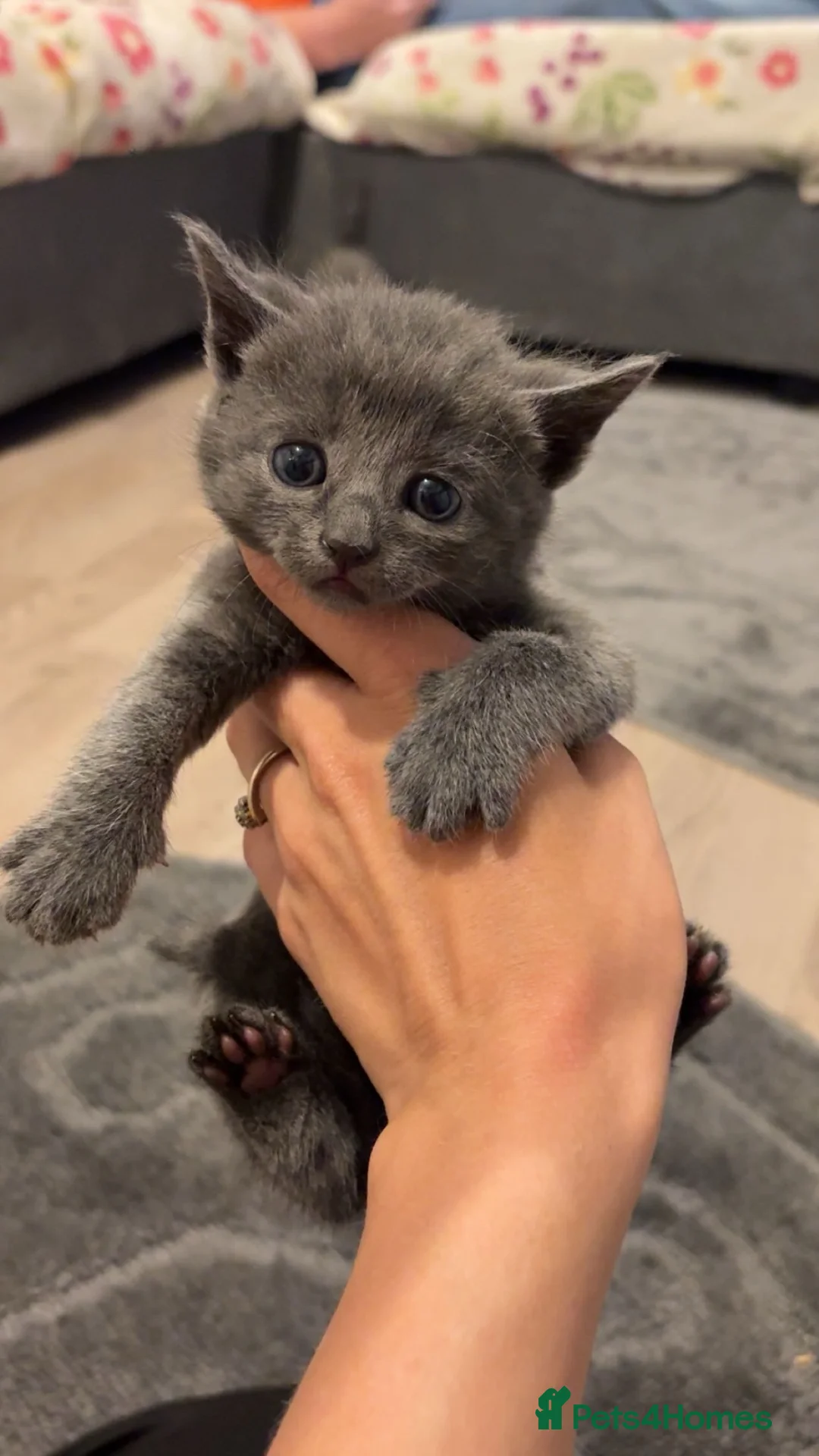 British Shorthair cats for sale: 2 Beautiful British shorthair kittens  - Advert 1