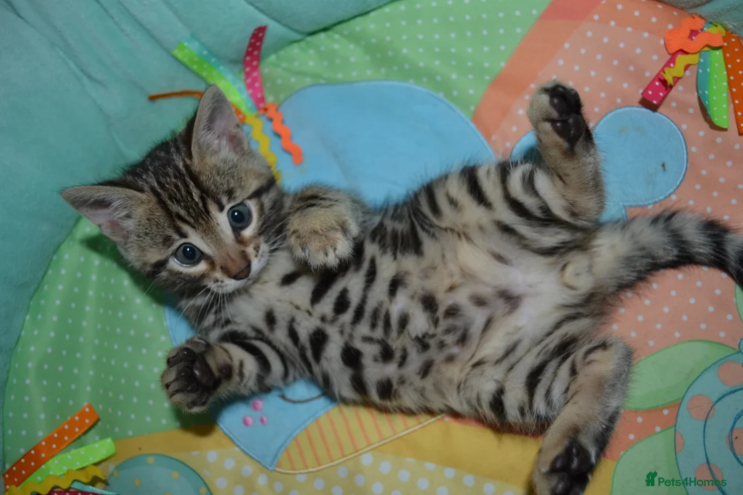 Bengal cats for stud: Quality T.I.C.A reg Bengal for stud SCOTLAND - Advert 18