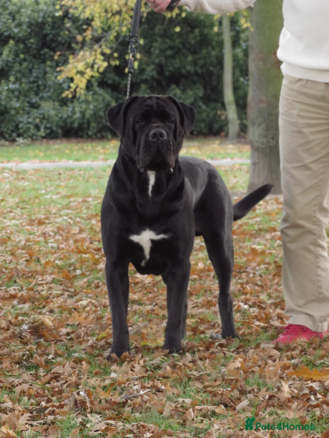 Cane Corso dogs for stud: Thor health tested proven Cane Corso for stud !!! in Cleethorpes - Advert 20