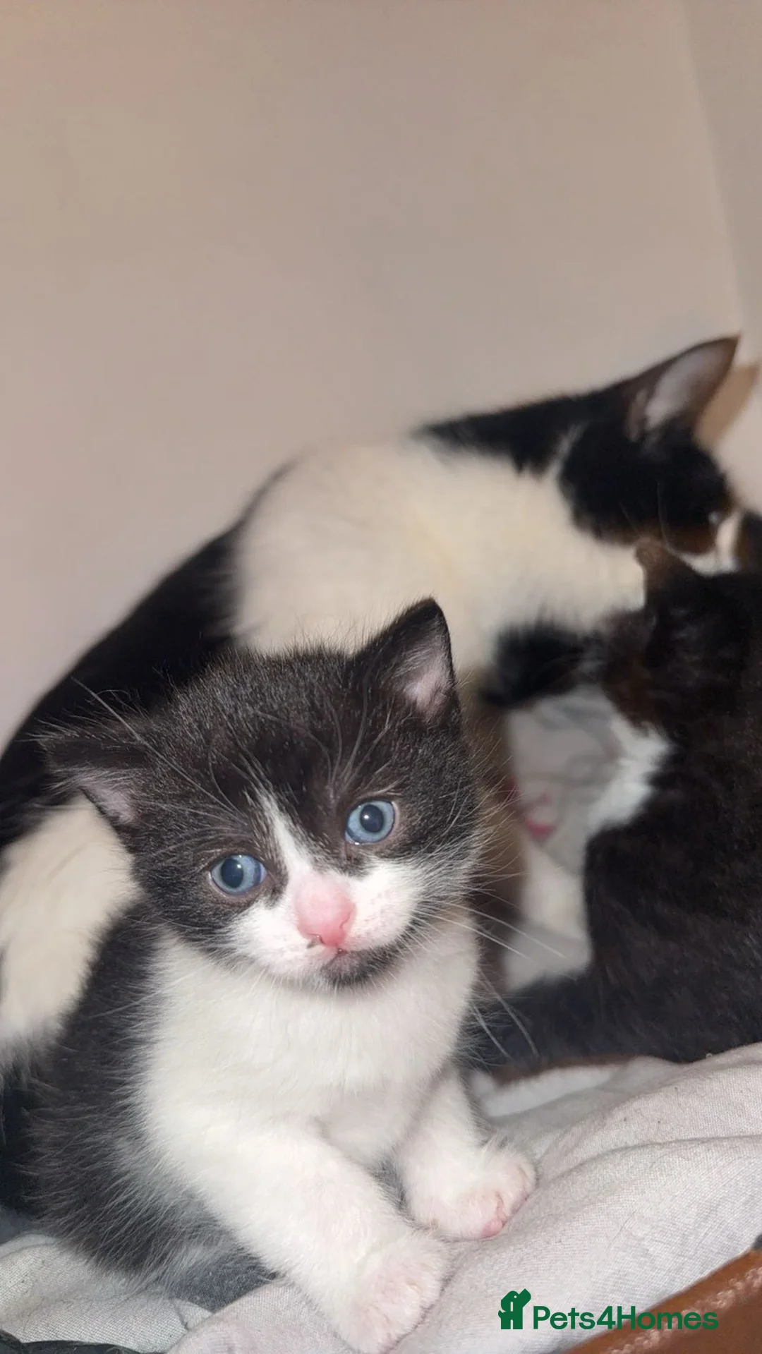 Mixed Breed cats for sale: Bicolour kittens  - Advert 4