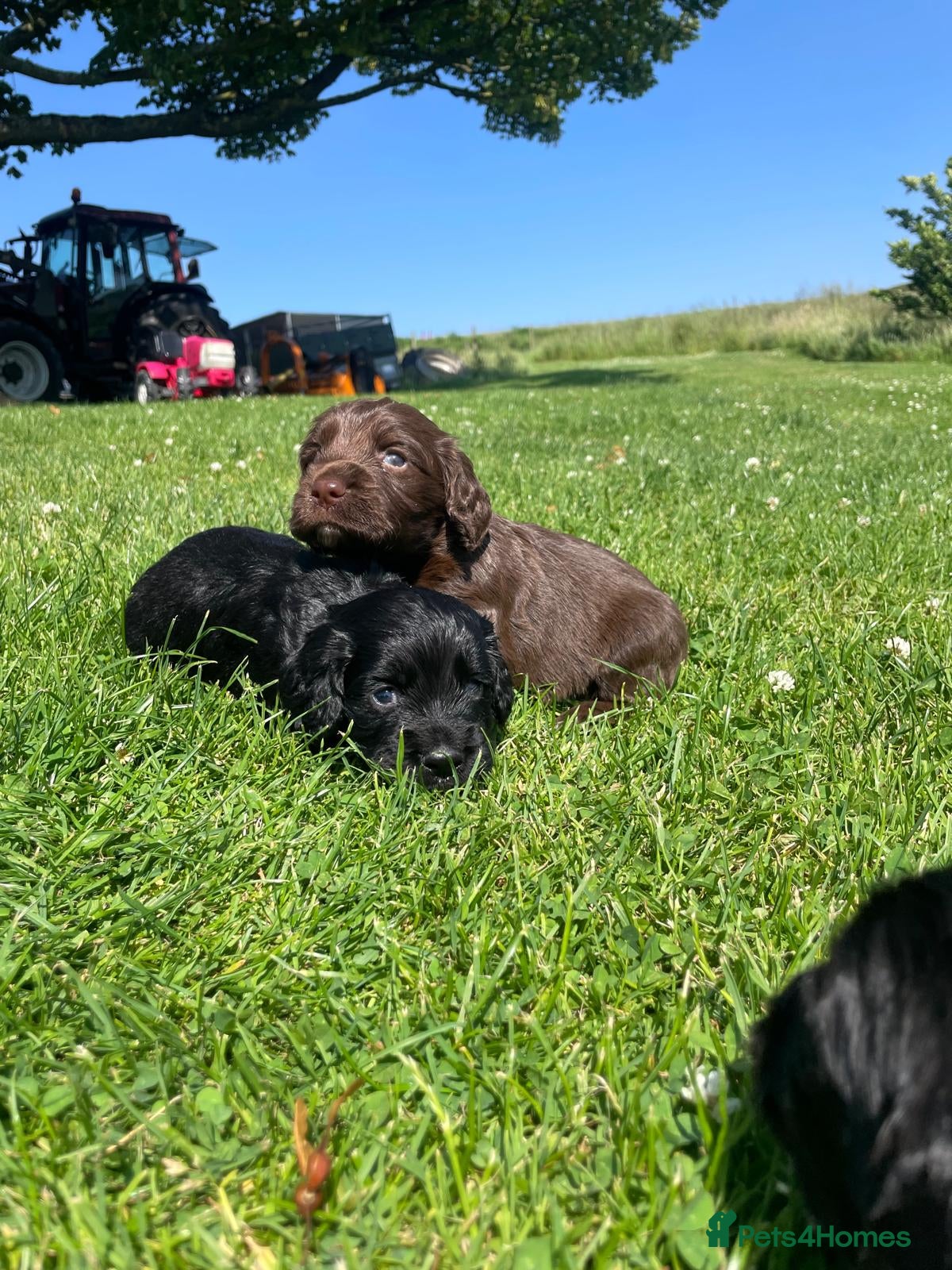 Cocker Spaniel dogs KC Registered Working Cocker Spaniel Puppies - Advert 1