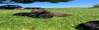 Cocker Spaniel 6