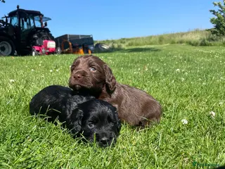 Cocker Spaniel dogs KC Registered Working Cocker Spaniel Puppies - Advert 1