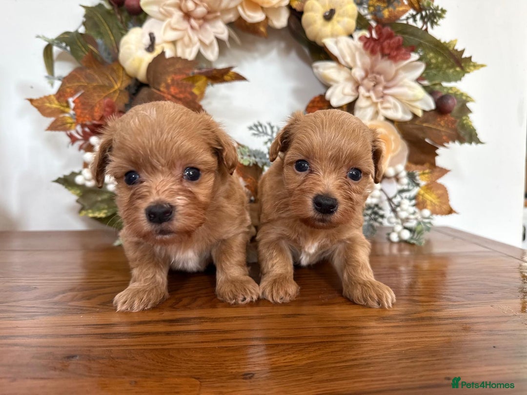 Maltipoo dogs for sale: Exceptional Tiny Dark Red Asian Maltipoo  - Image 8