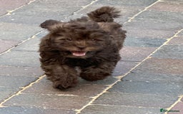 Shihpoo dogs for sale: Shipoos  - Image 5