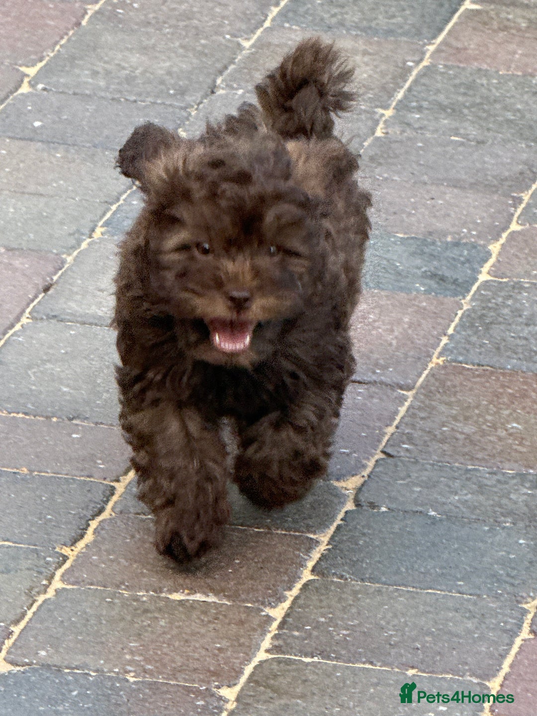Shihpoo dogs for sale: Shipoos  - Image 5