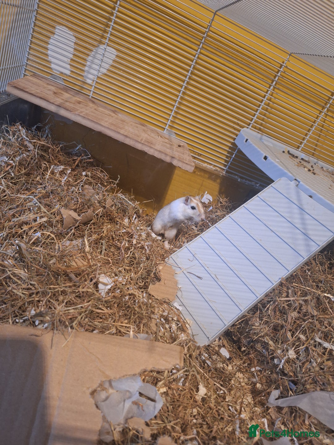 Gerbil rodents for sale: 2 baby boy gerbils - Advert 3