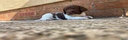 English Springer Spaniel dogs for sale: Gorgeous springer spaniel pups - Advert 3