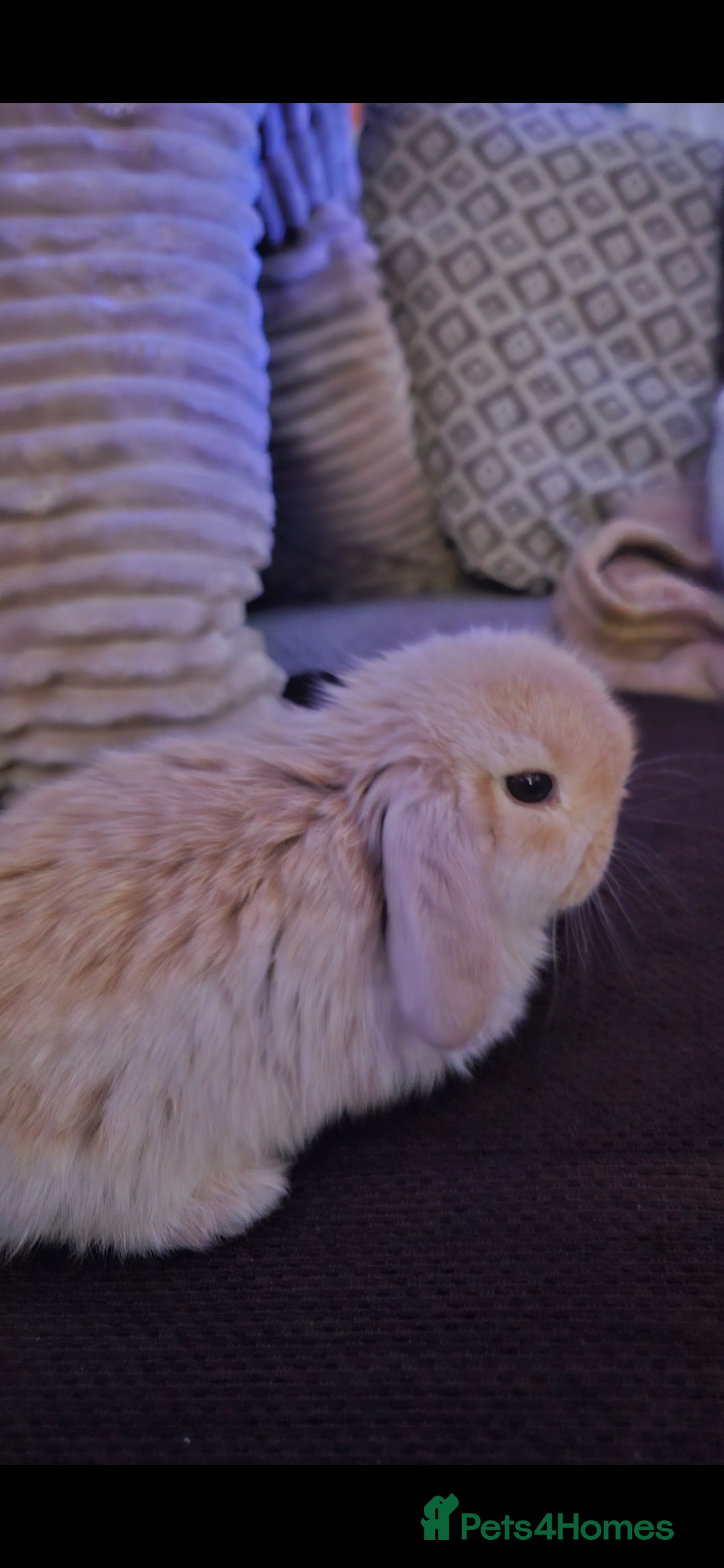 Mini Lop rabbits for sale: Mini lop bunnies  - Advert 4