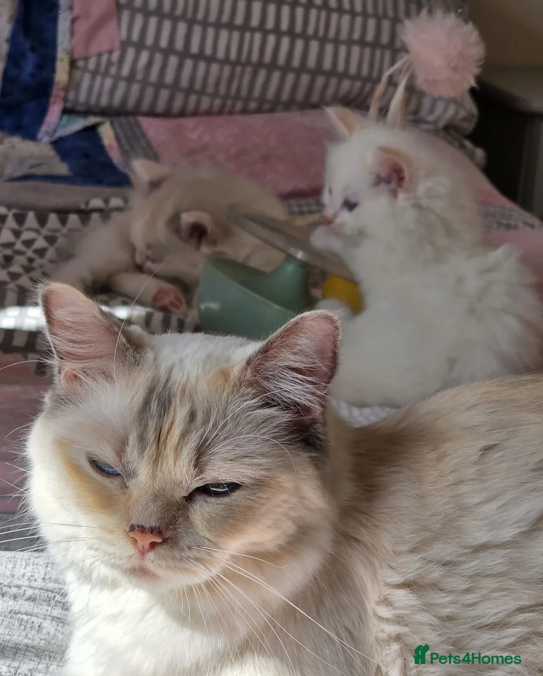 Ragdoll cats for sale: Beautiful Ragdoll kittens  - Advert 18