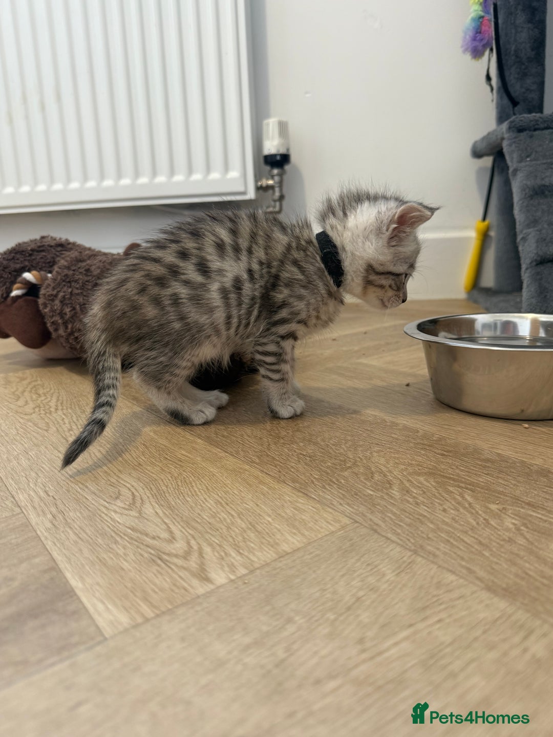 Maine Coon cats for sale: Maine Coon x Savannah Kittens - Advert 26