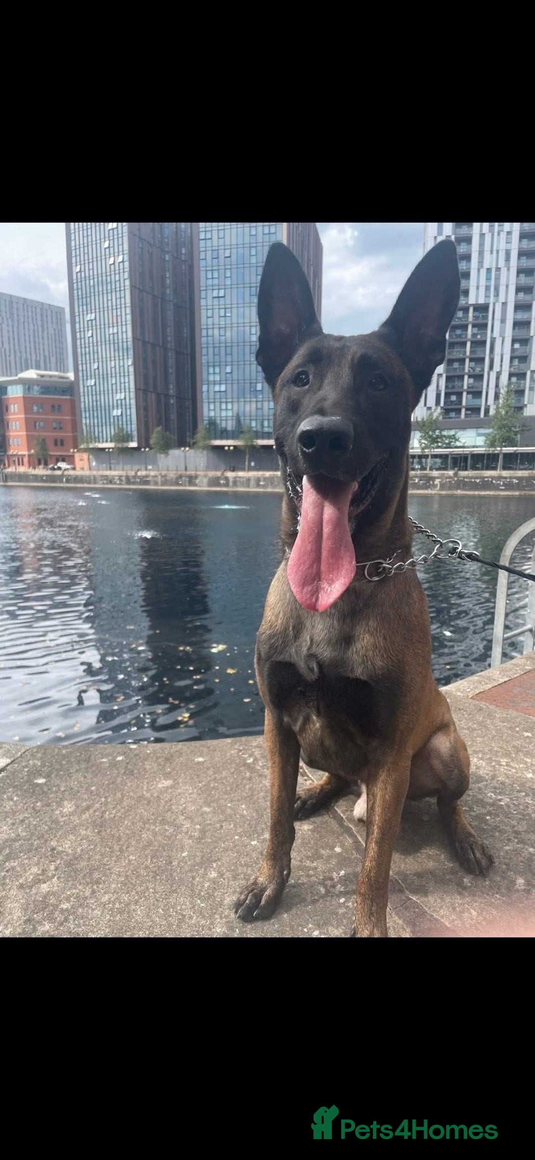 Belgian Shepherd Dog dogs for sale: 2 year old male Kilo  - Advert 4