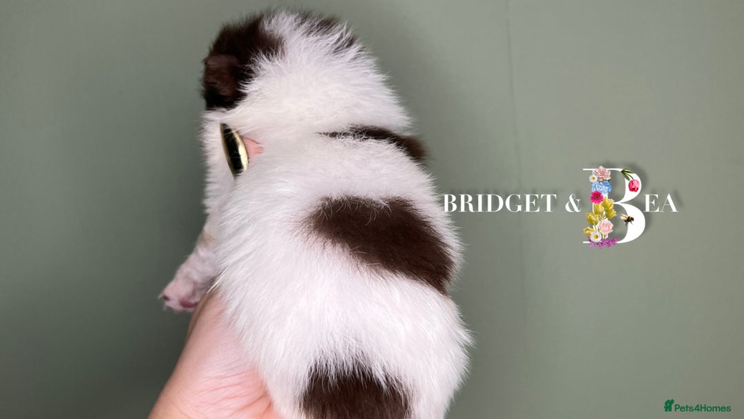 Pomeranian dogs for sale: 💛PUPPIES ARRIVED 💛 - Advert 15