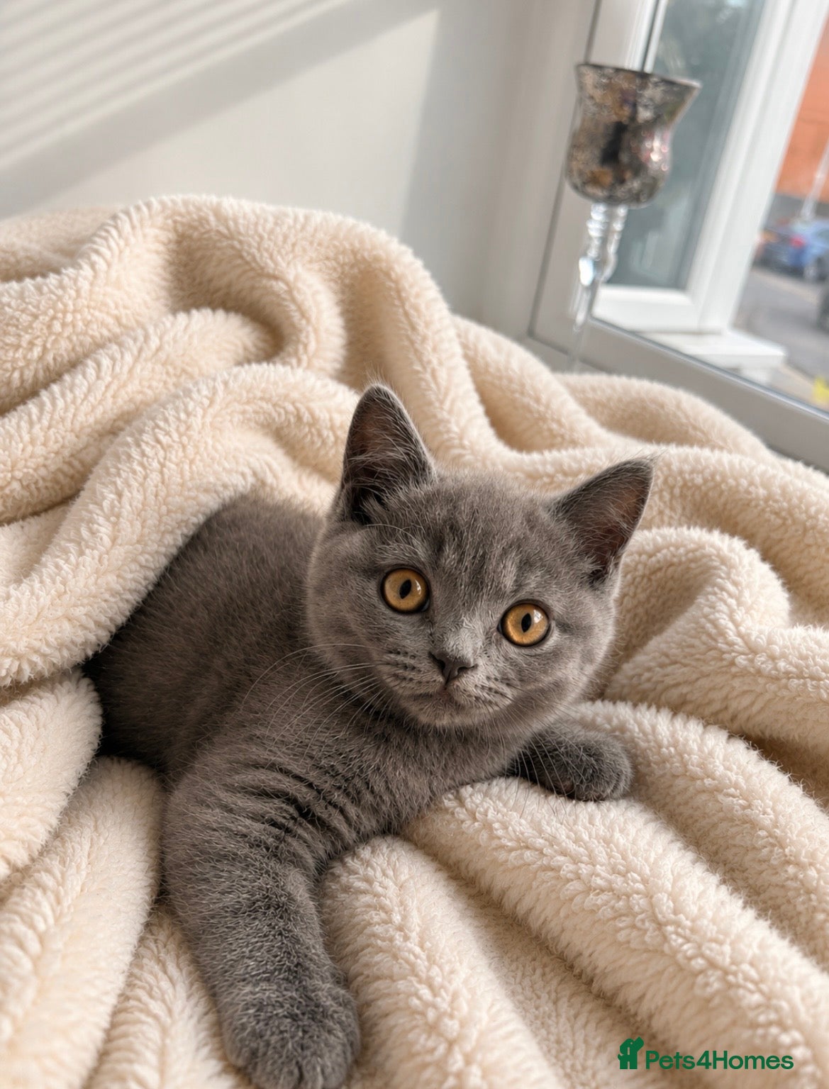 British Shorthair cats 🏆 CHAMPION BLOODLINE.🏆BLUE BRITISH SHORTHAIR !!! - Advert 2