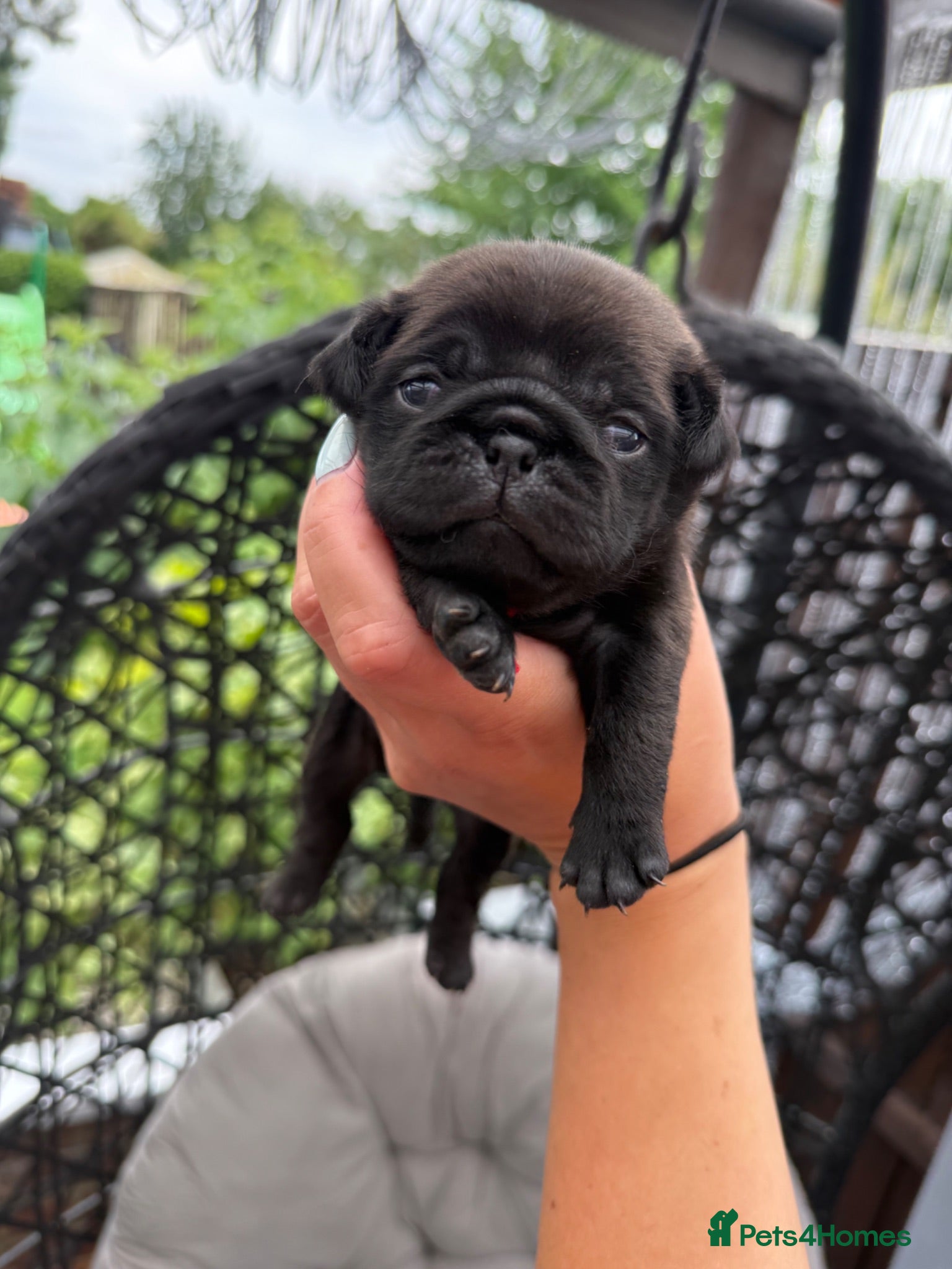 Pug dogs Pug Puppies ❤️🩵🩷💙💚💛 - Advert 1
