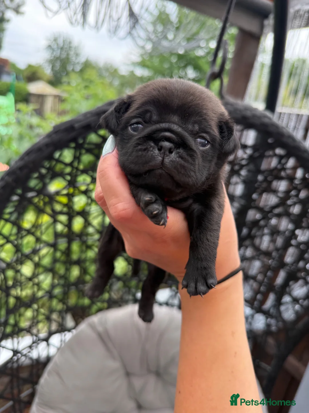 Pug dogs for sale: Pug Puppies ❤️🩵🩷💙💚💛 - Advert 1