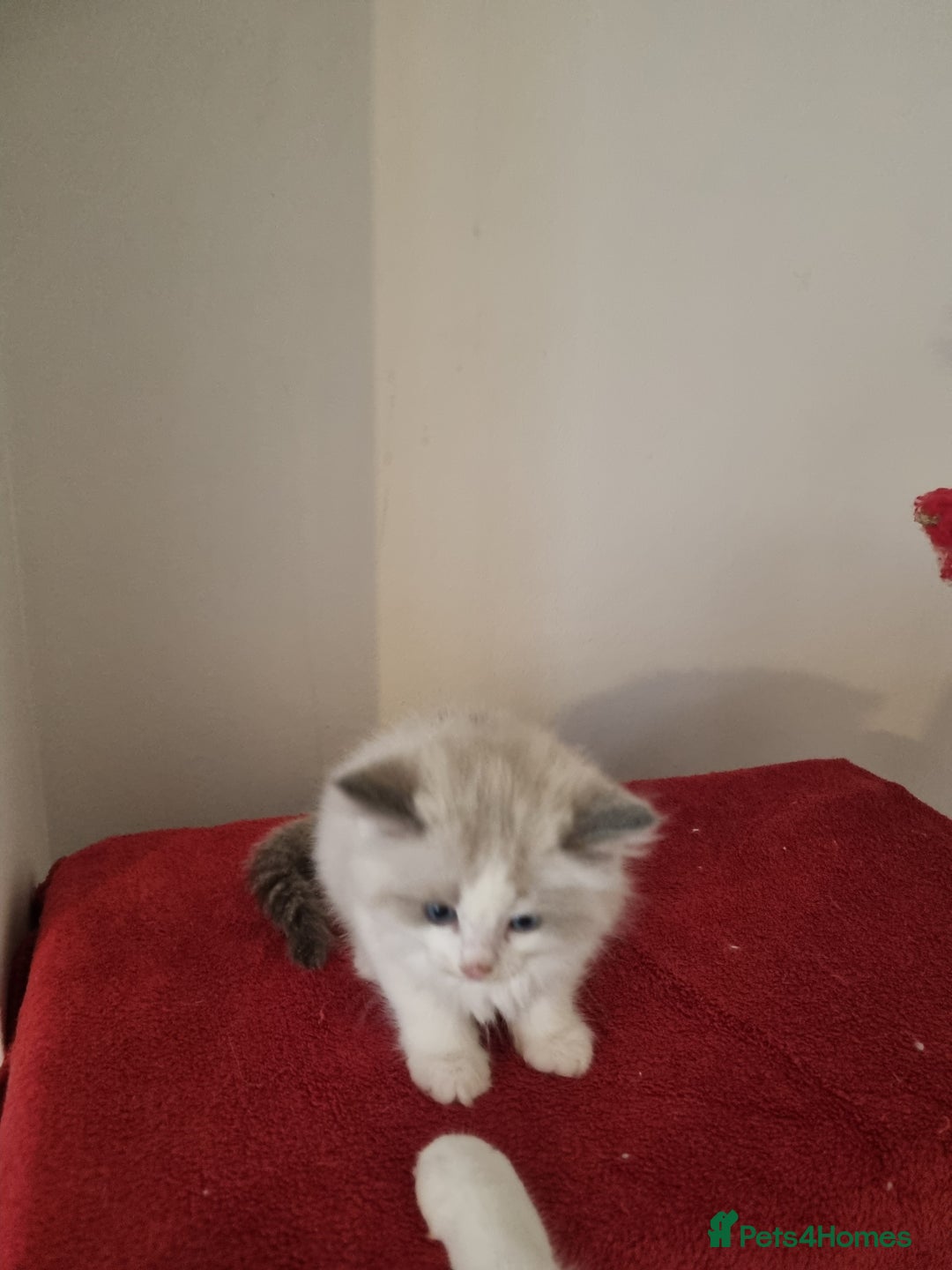 Ragdoll cats for sale: Ragdoll kittens  - Image 10