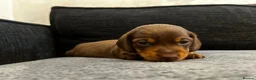 Miniature Dachshund dogs for sale: Beautiful miniature dachshund puppies 💙🩷 - Advert 9