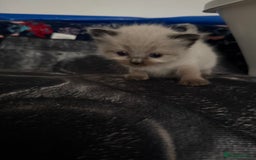 Ragdoll cats for sale: Ragdoll kitten - Advert 2