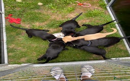 Labrador Retriever dogs for sale: Labrador pups for sale - Image 4