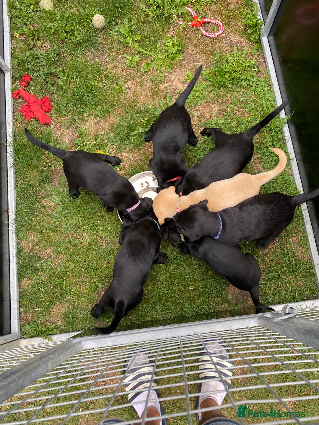 Labrador Retriever dogs for sale: Labrador pups for sale - Image 4