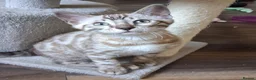 Bengal cats for sale: Stunning snow/silver Bengal kittens - Advert 4