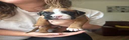 Boxer dogs for sale: 3 boy Boxer puppies for sale - Advert 6