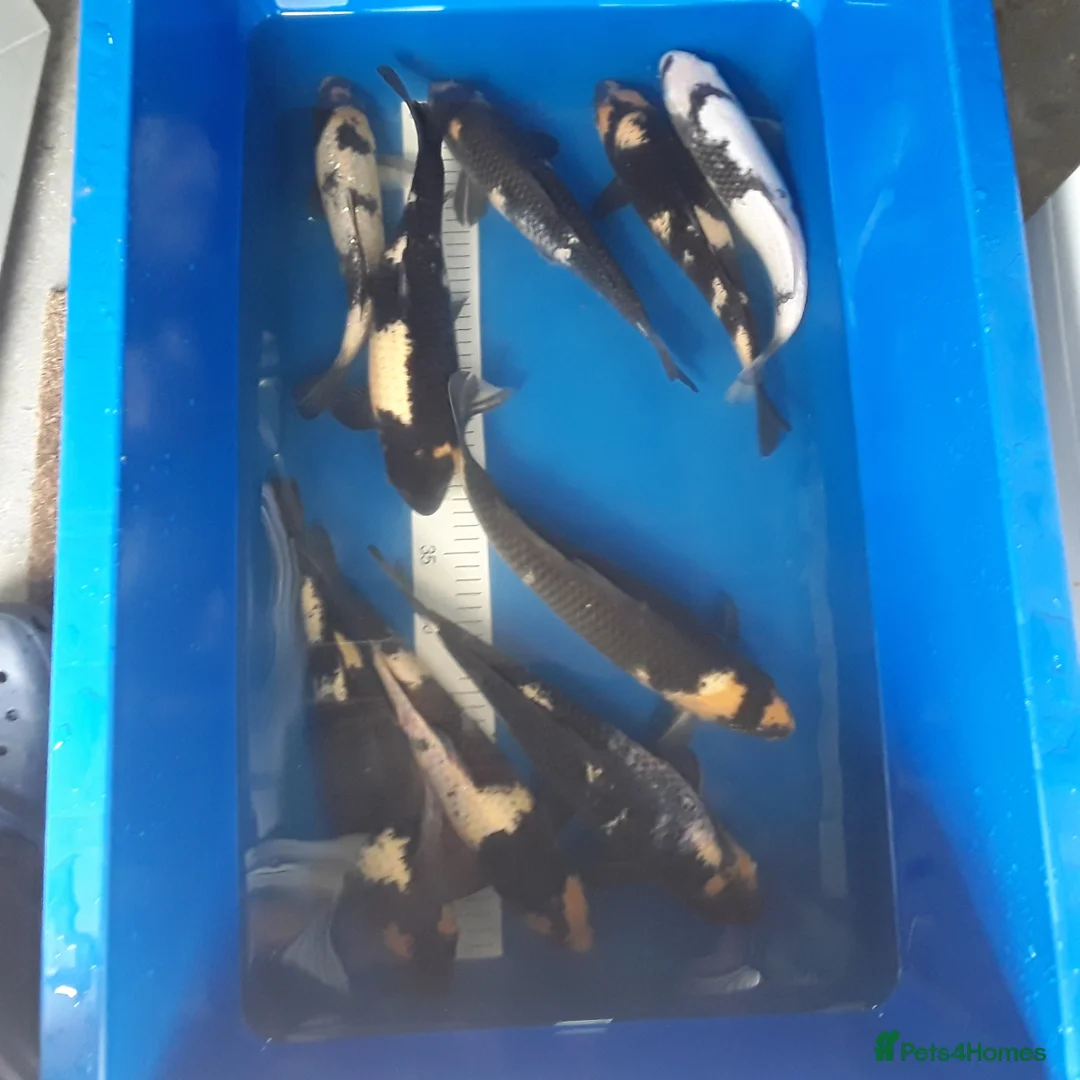 Koi Carp fish for sale: Young koi in Deeside - Advert 2