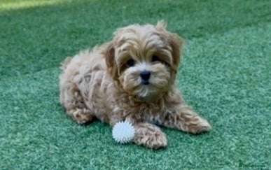 Maltipoo dogs Unique Asian Maltipoo puppies.DNA tested parents. - Advert 1