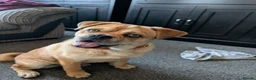 Mixed Breed dogs for sale: New home for buddy - Advert 5