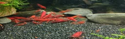 Shrimps fish for sale: Bloody Mary, Blue Dream, Golden Dream  - Advert 1