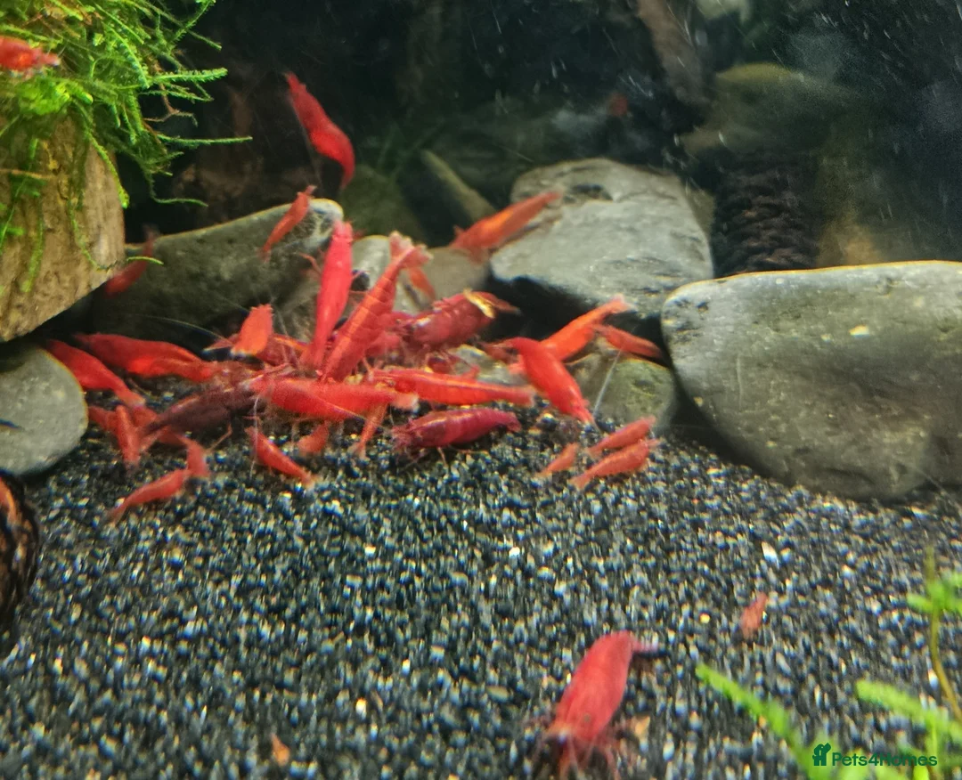 Shrimps fish for sale: Bloody Mary, Blue Dream, Golden Dream  - Advert 1