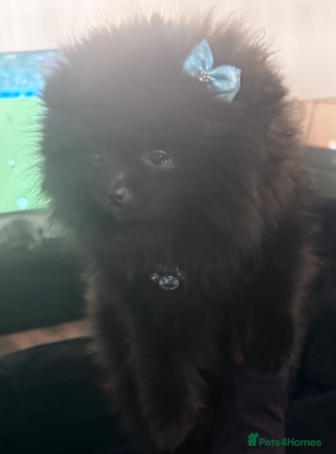 Pomeranian dogs for sale: Beautiful Black Pomeranians for Sale  - Advert 5
