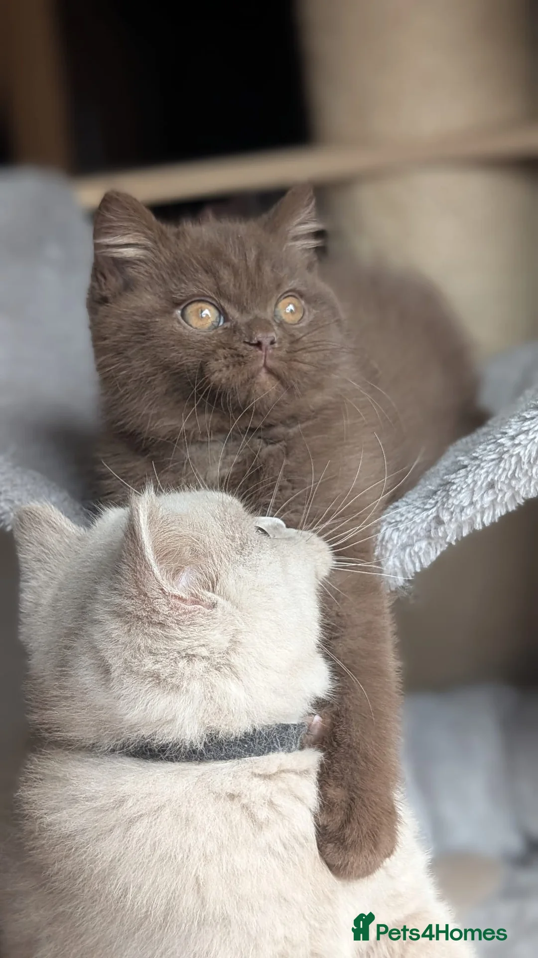 British Shorthair cats for sale: Chocolate Brown BSH male for sale  - Advert 15
