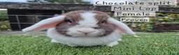 Mini Lop rabbits for sale: Various Mini Lops  - Advert 16