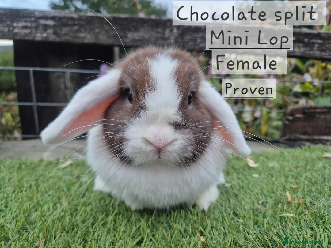 Mini Lop rabbits for sale: Various Mini Lops  - Advert 16