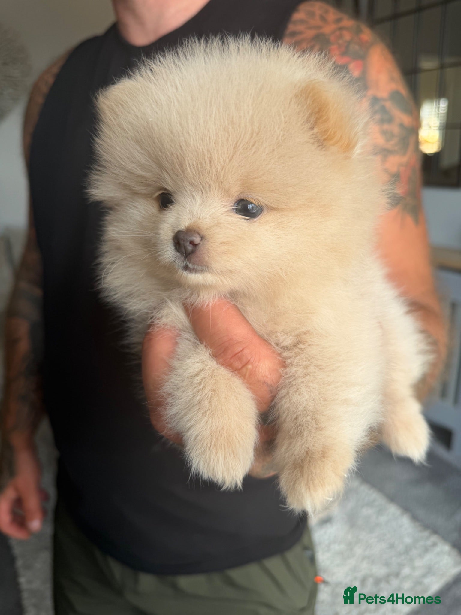 Pomeranian dogs OUTSTANDING TINY POMERANIAN PUPPIES 🐾 - Advert 7